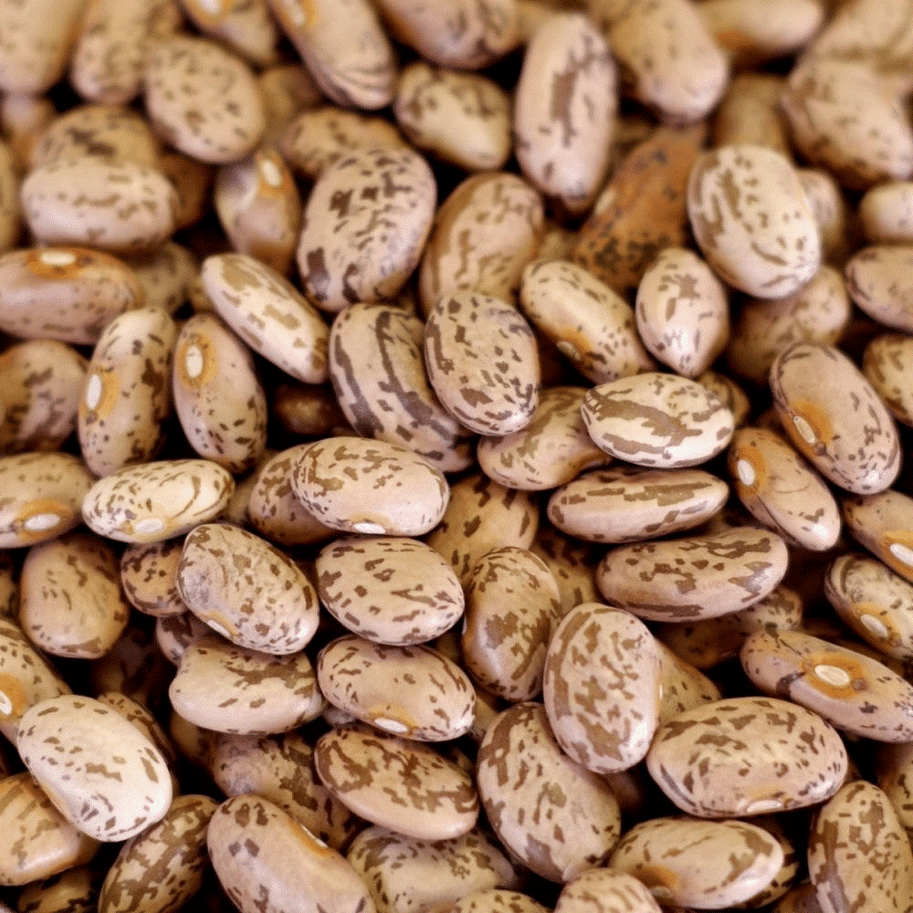 Organic Pinto Beans