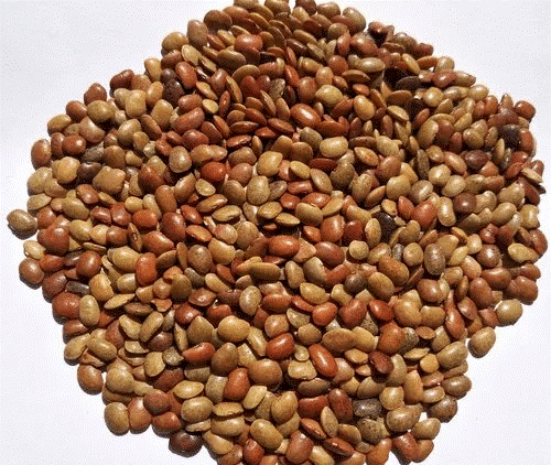 Organic Horse Gram - 250 Gms