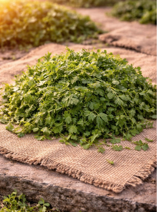 Coriander leaves